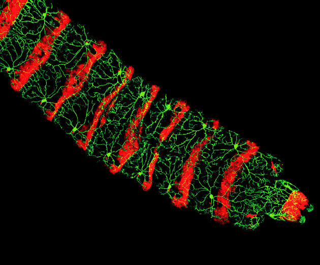 Fruit Fly Photoreceptors thumbnail