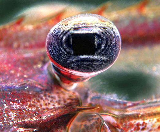 Shrimp Eye thumbnail