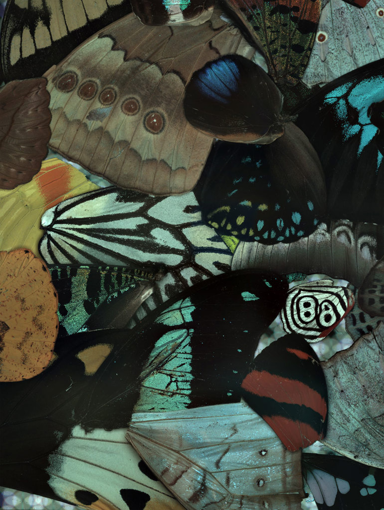 Butterfly wings thumbnail