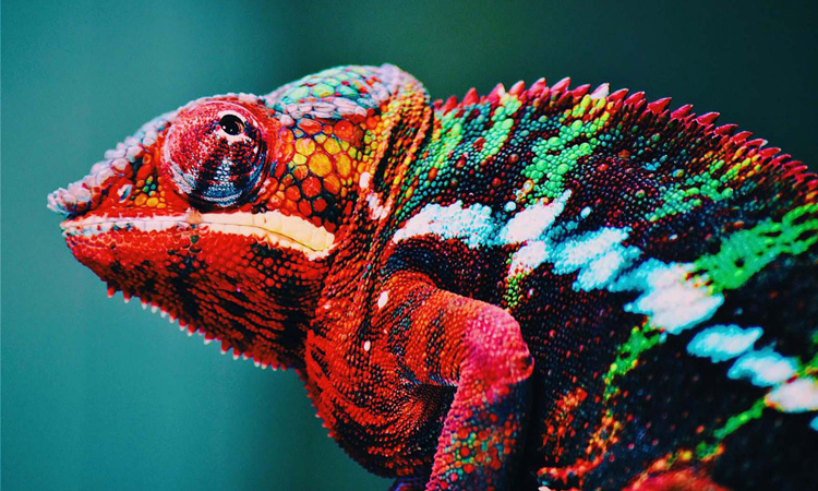 chameleon in profile