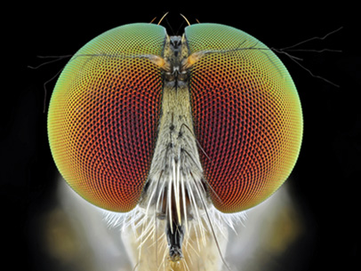 Snapshot of eye development in the fruit fly