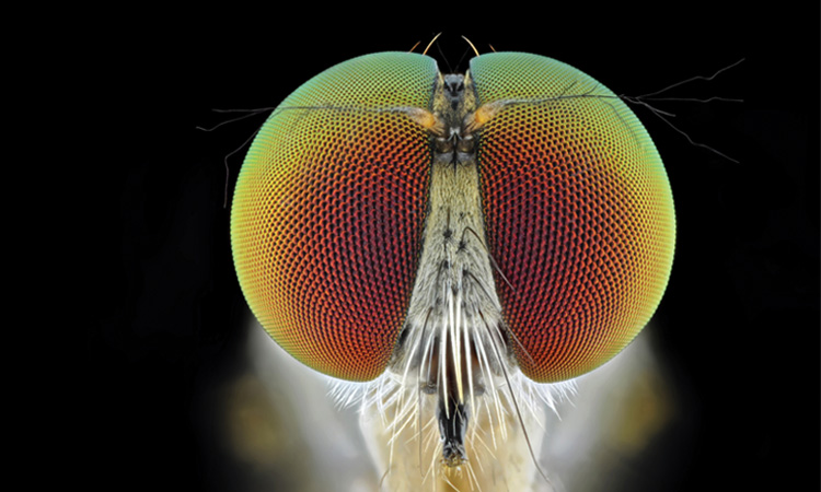 Optics & Photonics News - What Computer Vision Can Learn from Insect Vision