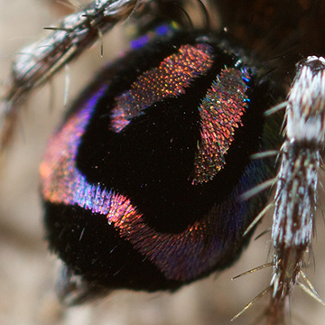 detail of peacock spider abdomen