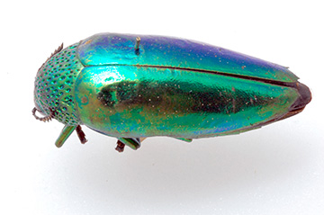 Asian jewel beetle specimen photo
