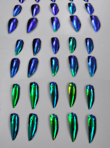 photo of various Asian jewel beetle wing cases