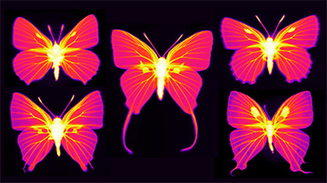 infrared-imaged butterflies