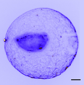 Amphioxus embryo micrograph