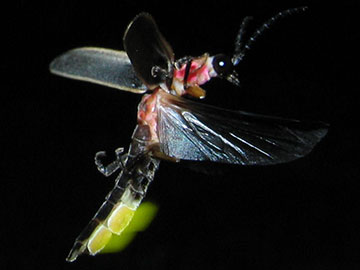 firefly in flight