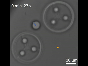 Photomicrograph of two micro-rotors with one particle