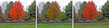 Trees with different colored foliage