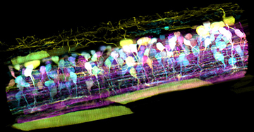 micrograph of zebrafish embryo
