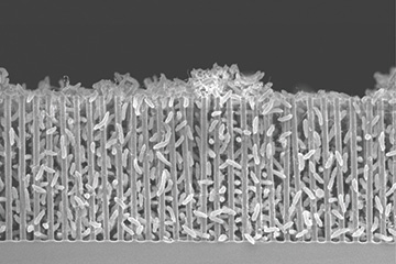 Micrograph of nanowire array packed with bacteria