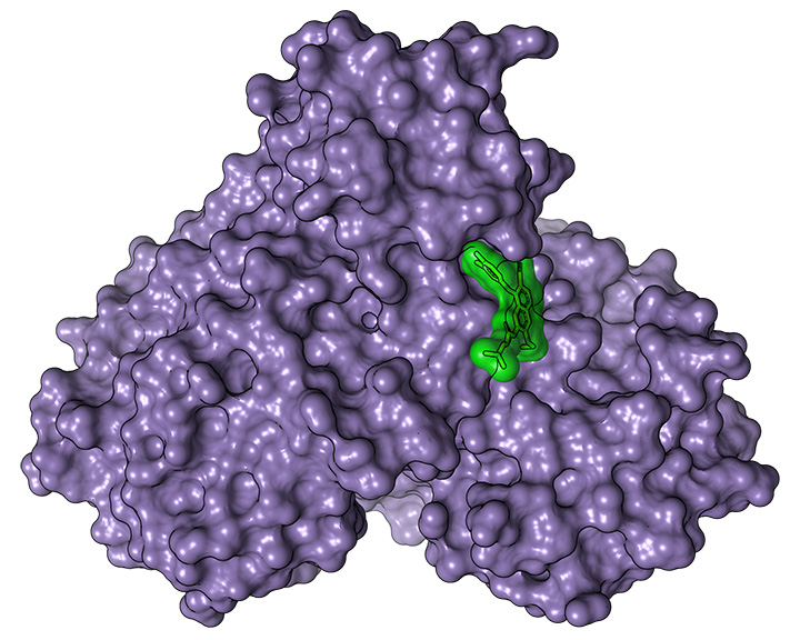 protein structure diagram
