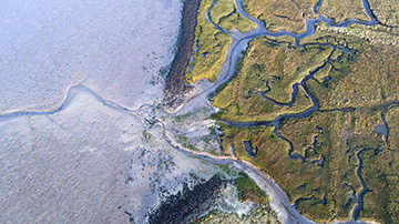 Estuary image