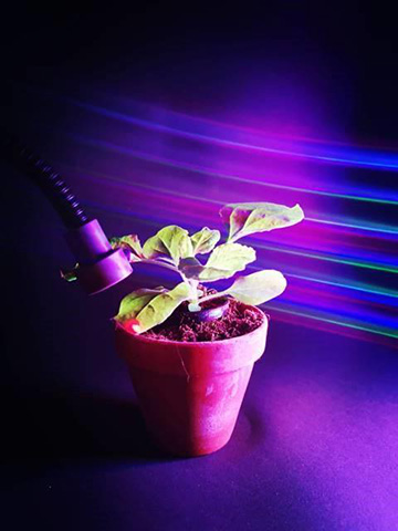 plant under purple light