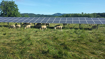 Sheep under solar panels
