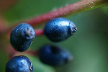 Image of fruit of V. tinus