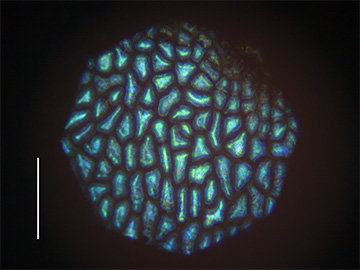 Photomicrograph of fruit surface