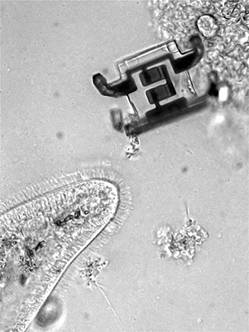 Microrobot next to paramecium
