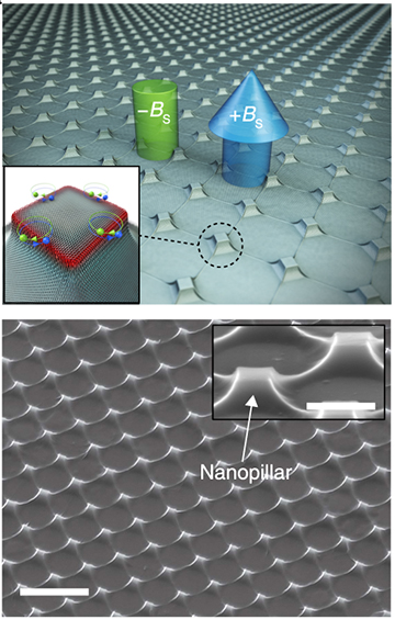 schematic and sem picture of nanopillars