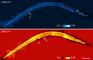 Scatterings image