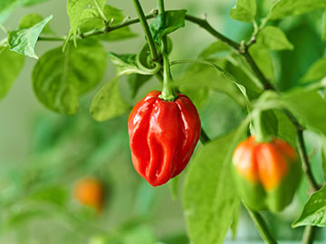 image of peppers