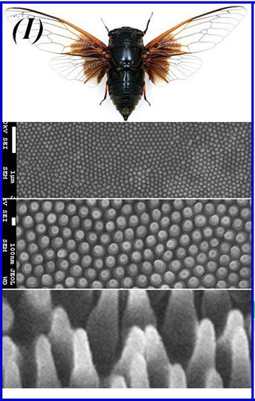 Anti-Reflective Coating Inspired By Fly Eyes