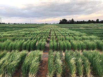 photo of barley field
