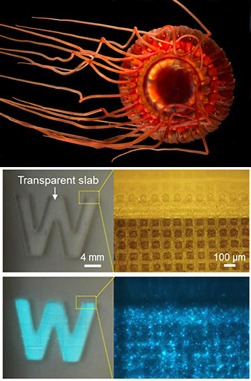 Atolla jellyfish and electronic/optical skin