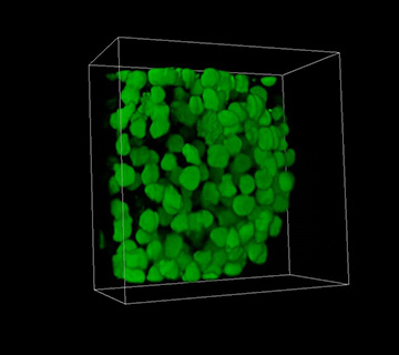 Cube with green patches in 3-D perspective
