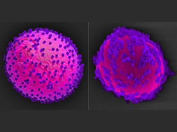 yeast cell with nanoparticles