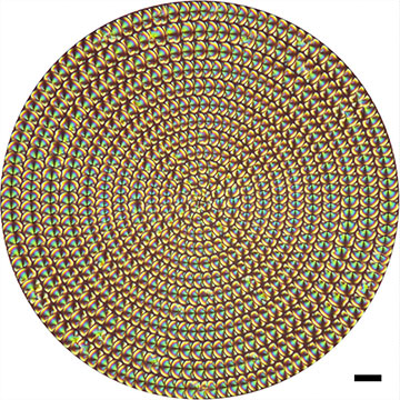 micrograph of concentric microlens array