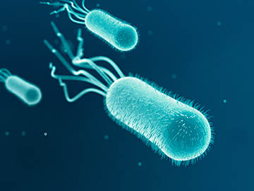 An illustration of E. coli