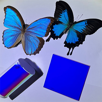 Blue Morpho butterfly alongside thin film