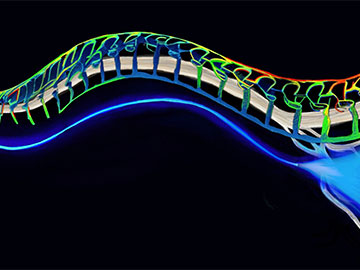 Flexible Optical Fibers to Study Peripheral Nerves header image