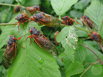Keeping Tabs on Cicadas—with Fiber Optics  header image