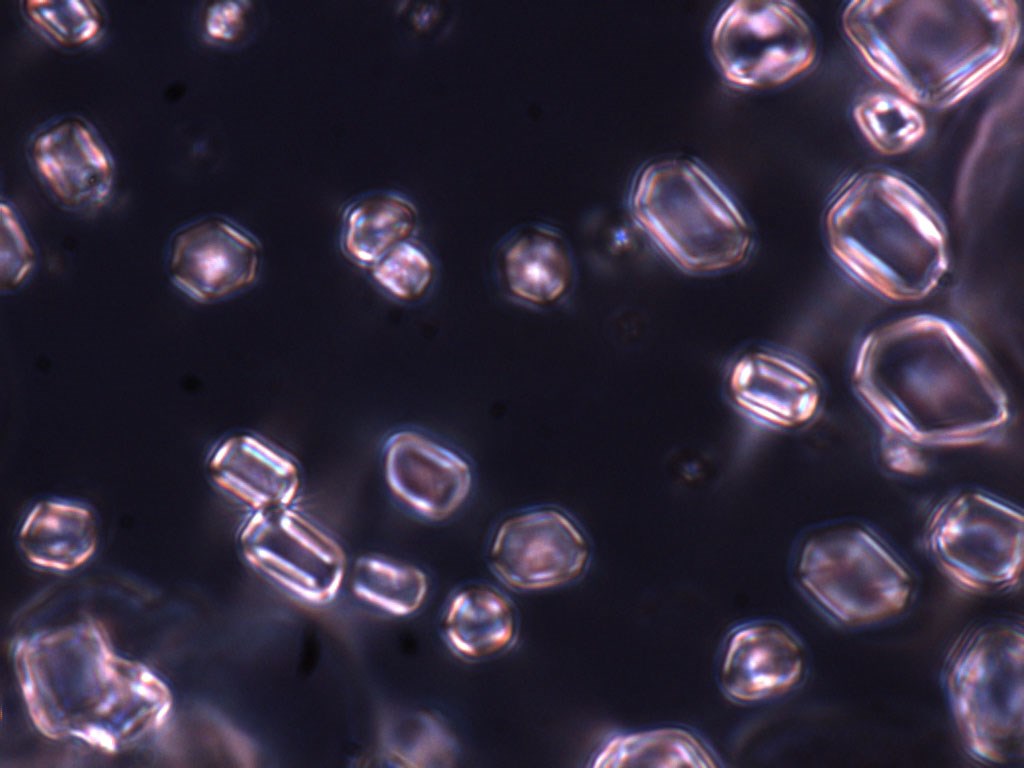 Cell Culture thumbnail