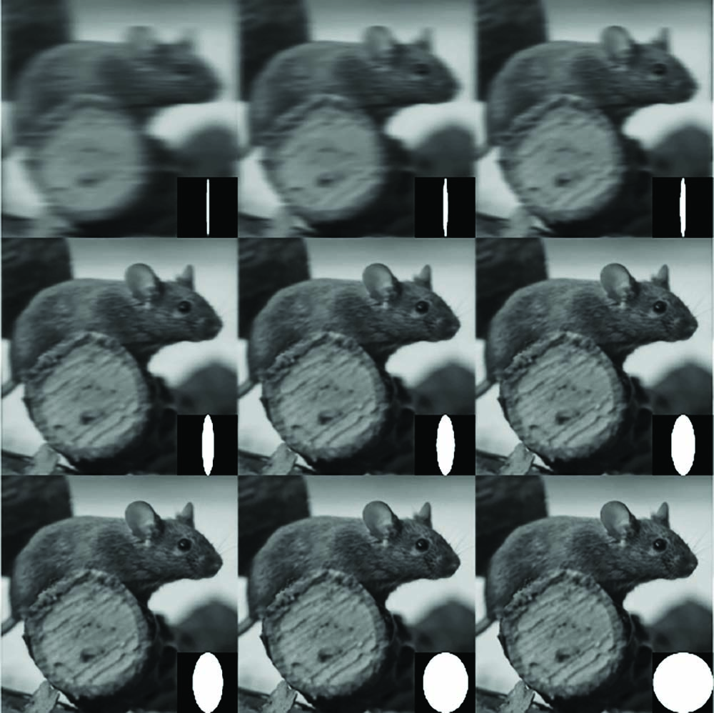 Cat’s Vision thumbnail