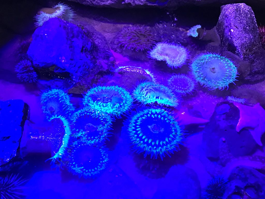 Glowing Sea Anemones thumbnail