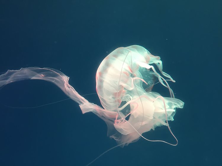 Swimming Jellyfish thumbnail
