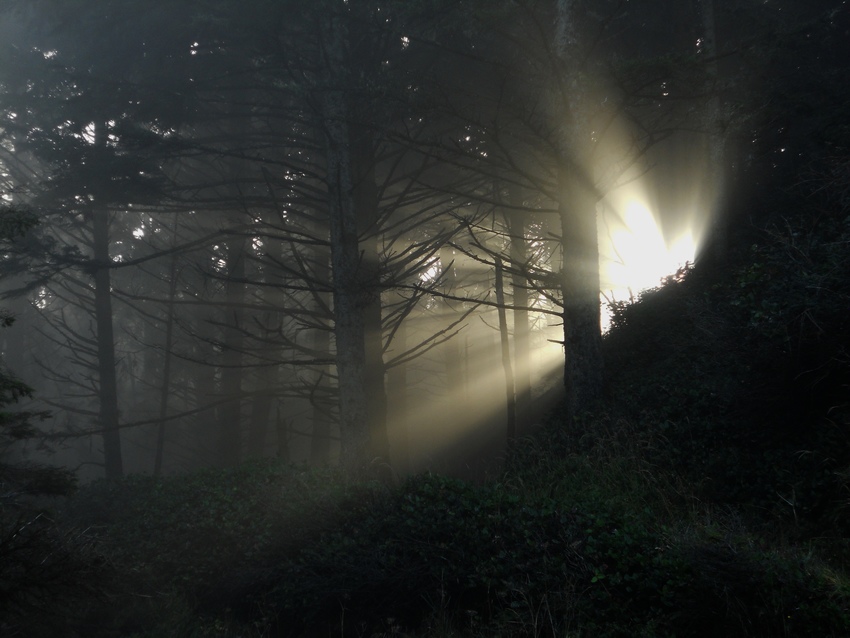 Light, Mist and Trees thumbnail