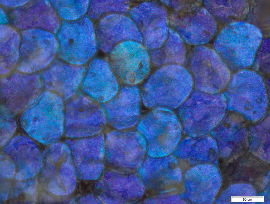 Beetle’s scales thumbnail