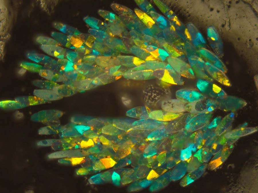 Entimus imperialis’ photonic polycrystal thumbnail