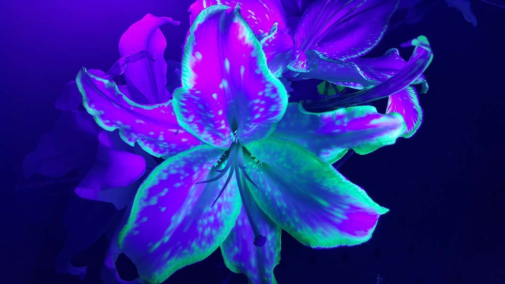 Fluorescent Lillies thumbnail