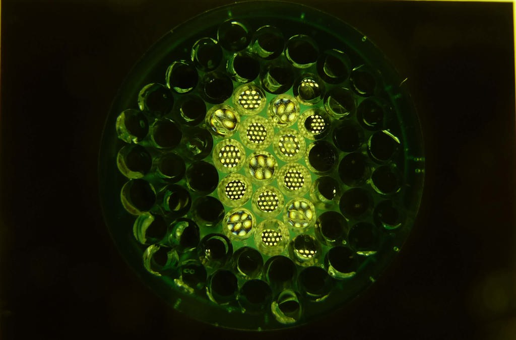 Optical Imaging thumbnail