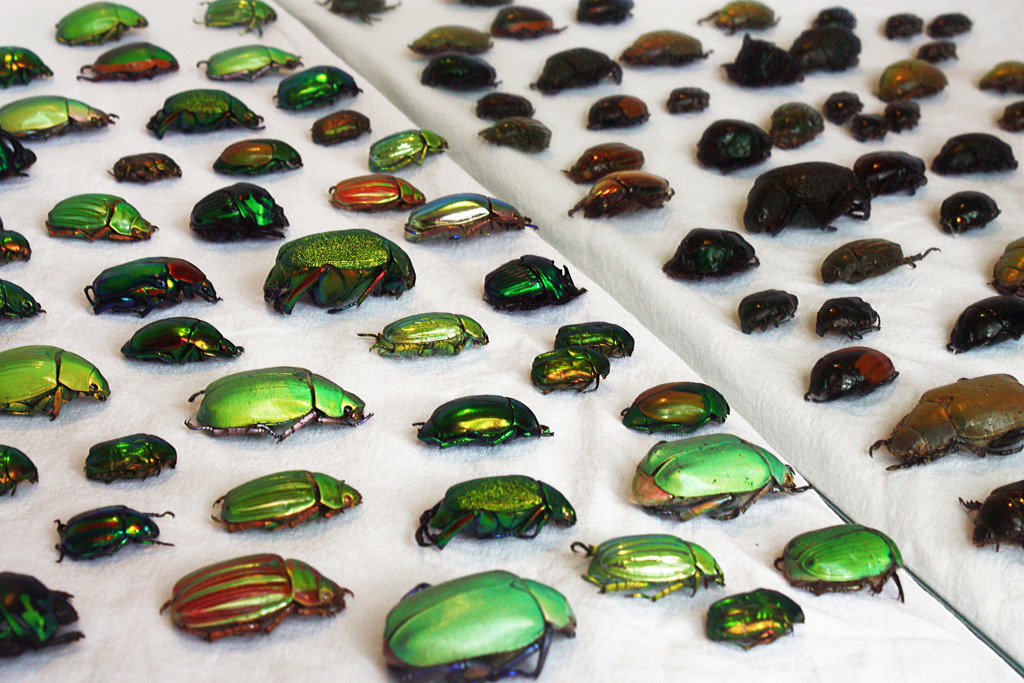 Reflecting Beetles