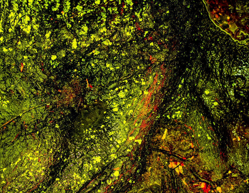Moss After the Rain thumbnail