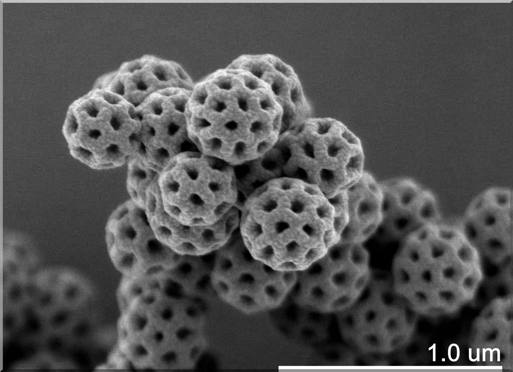 Conformally Coated Brochosomes