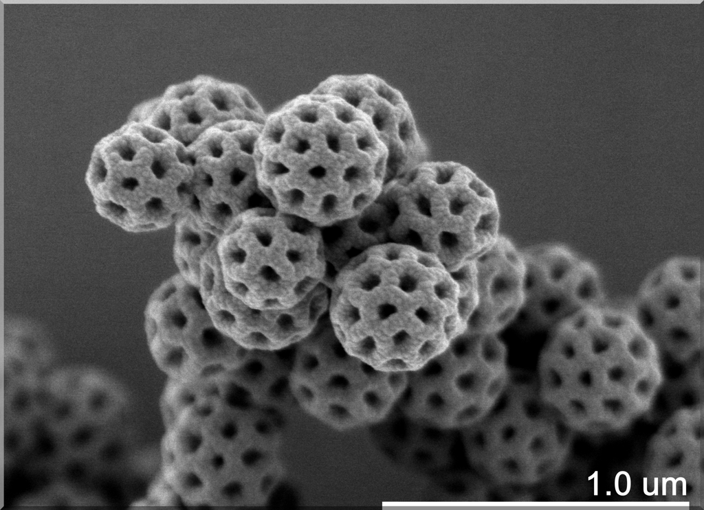 Conformally Coated Brochosomes 