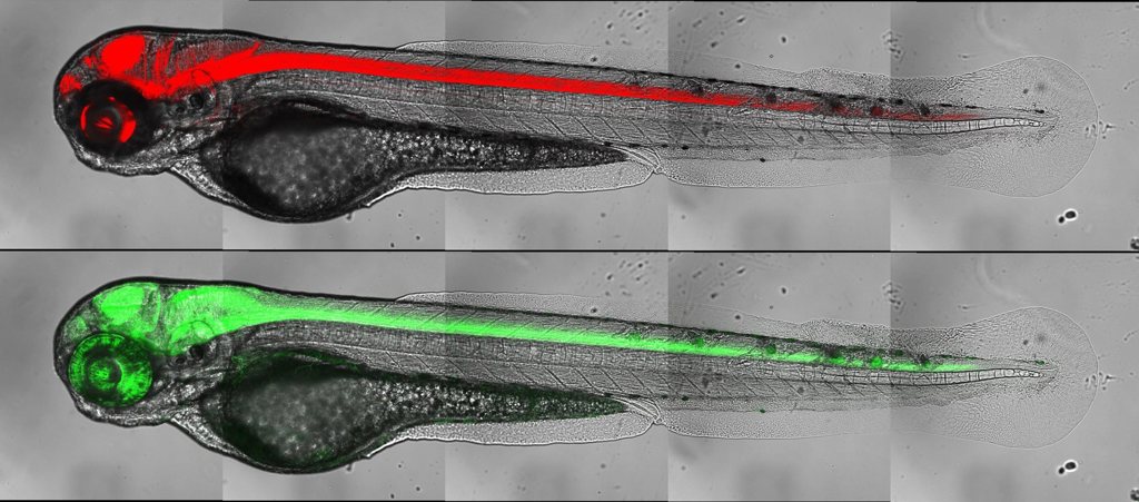 Femto pulse laser injury thumbnail